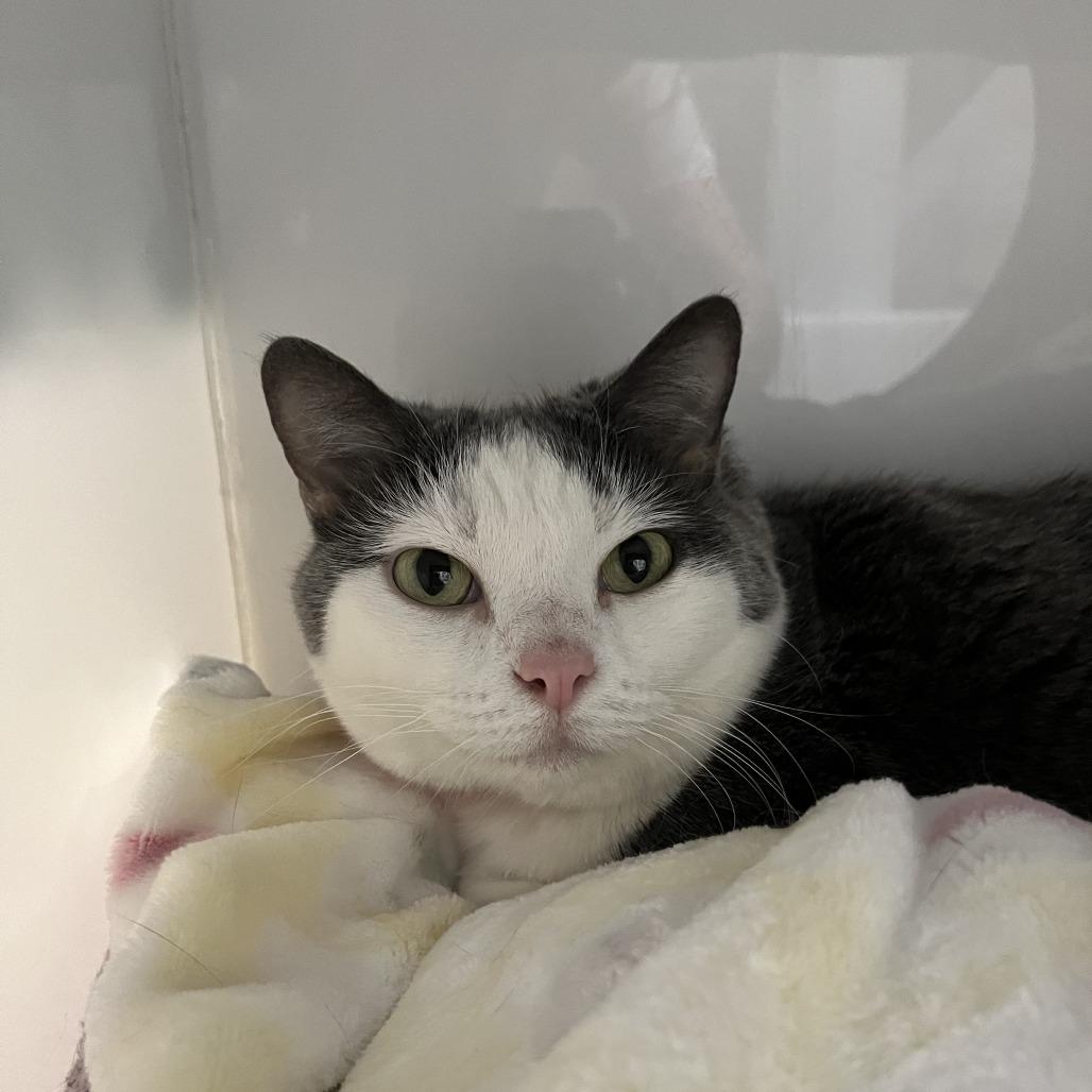 Enlarge Sandra, a Adoptable Domestic Short Hair in Albuquerque, NM image 2/2