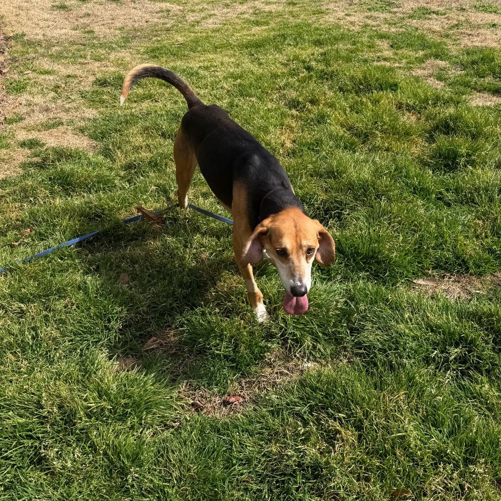 Enlarge Thumper @ Foster, a Adoptable Mixed Breed in Summerville, SC image 4/6