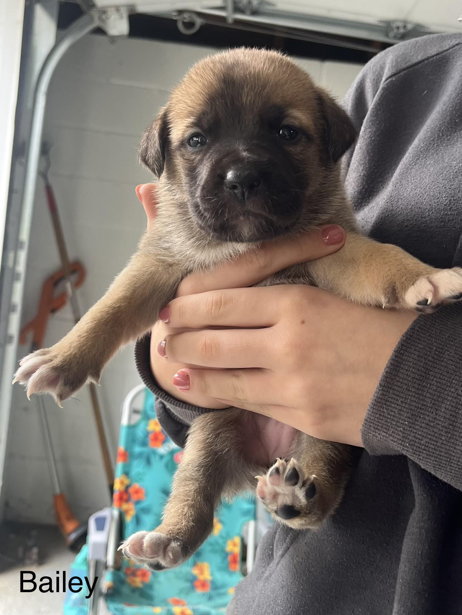 Bailey, Adopted, Young Female Mixed Breed.