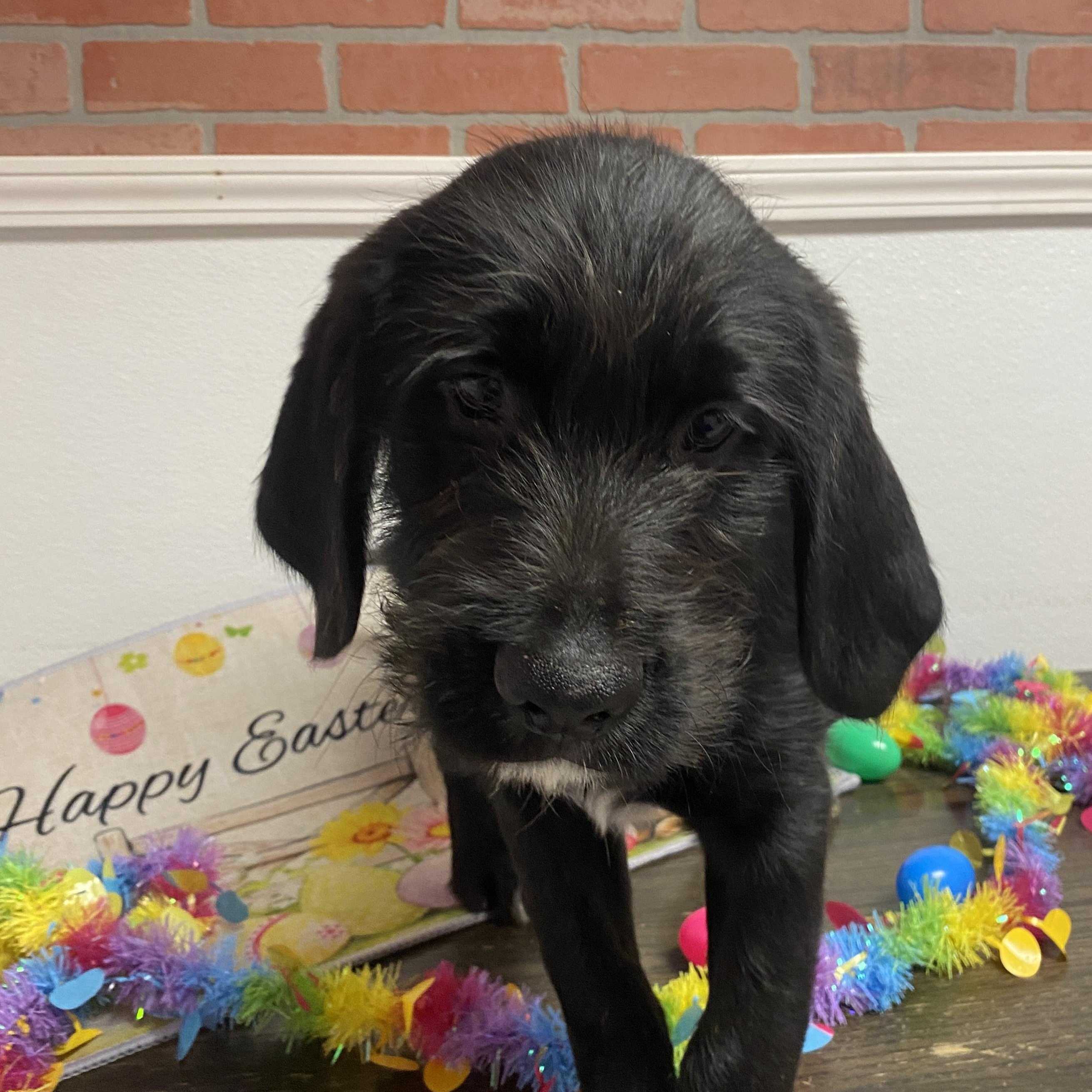 Enlarge Mai, an adopted mixed breed in Elyria, OH image 2/2