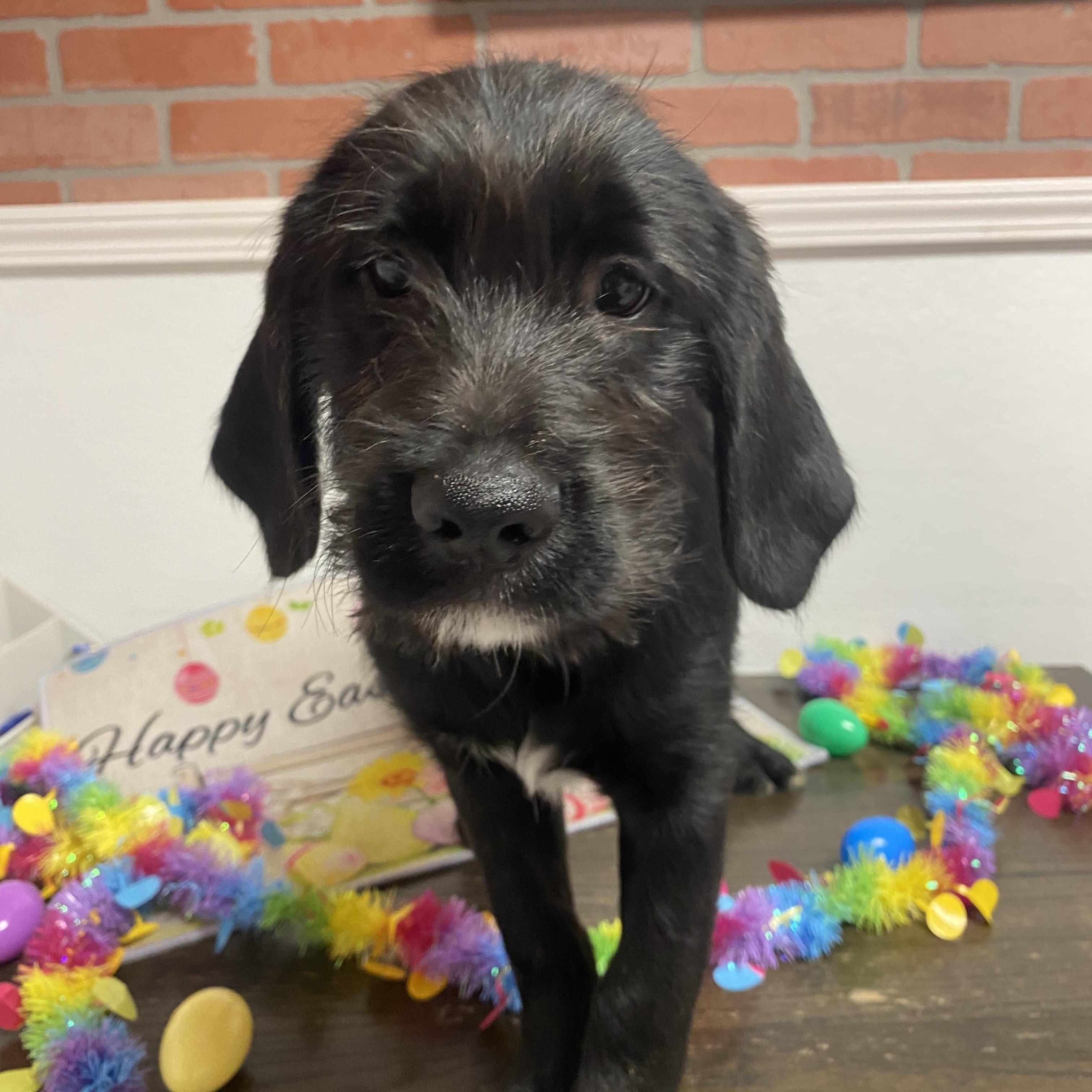 Enlarge Mai, an adopted mixed breed in Elyria, OH image 1/2