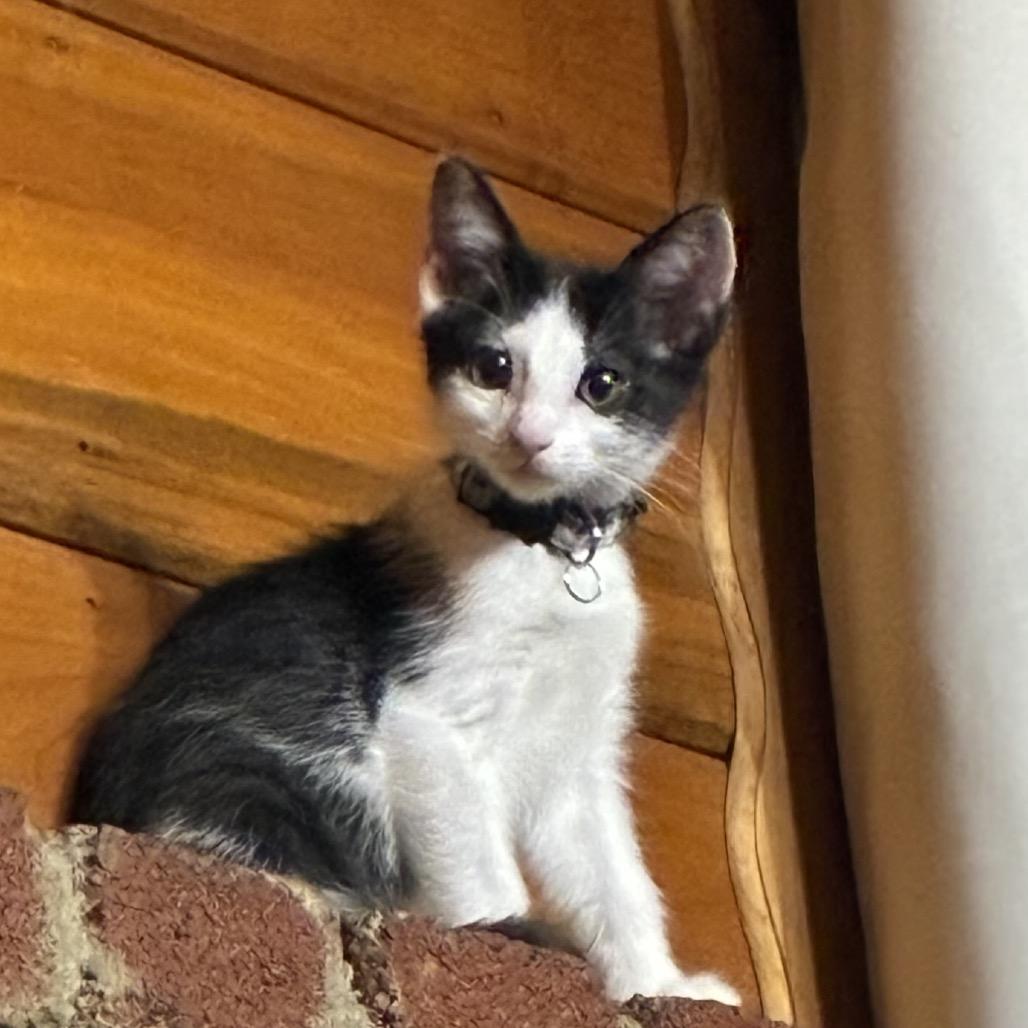 Enlarge Grace, a Adoptable Domestic Short Hair in Calimesa, CA image 1/6