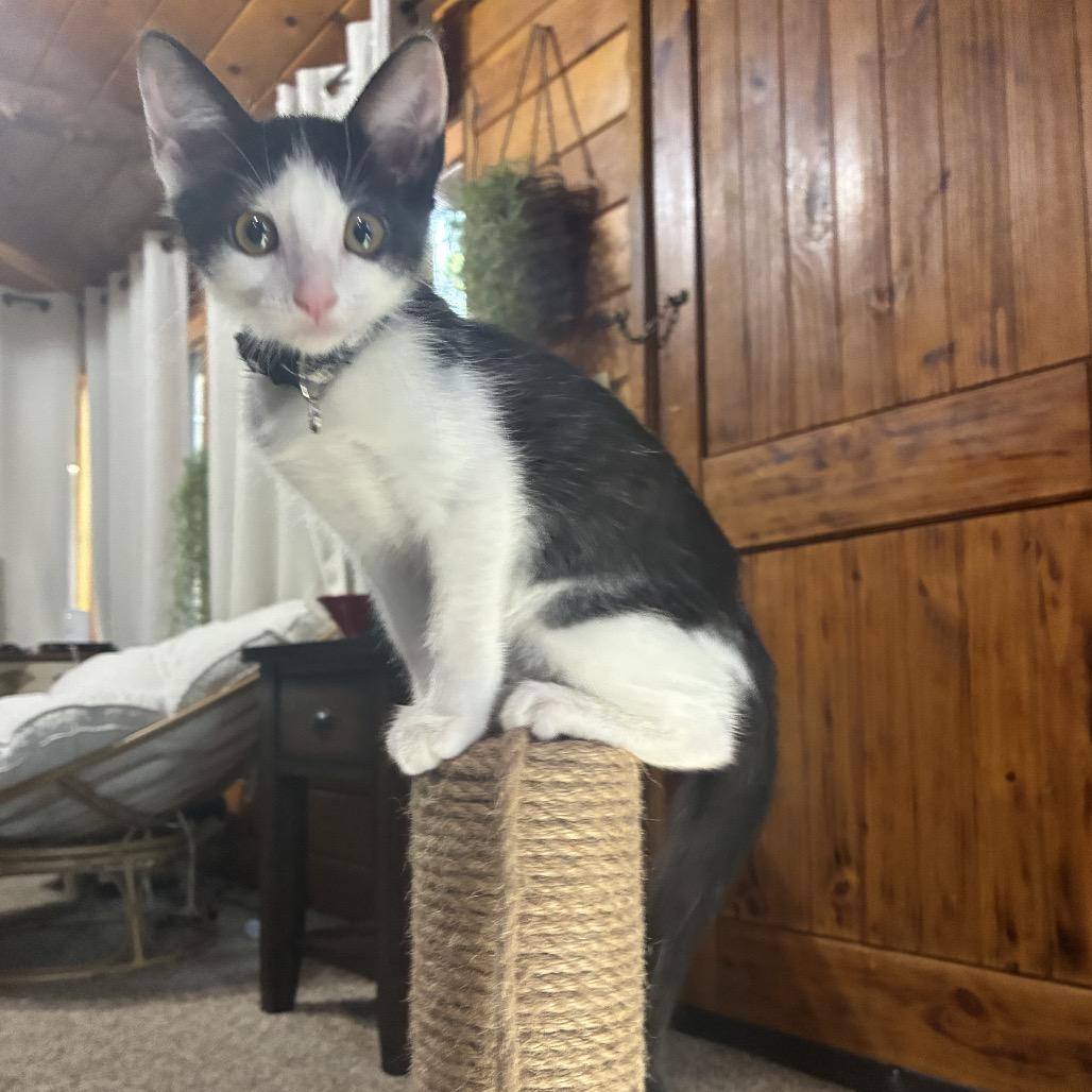 Enlarge Grace, a Adoptable Domestic Short Hair in Calimesa, CA image 2/6