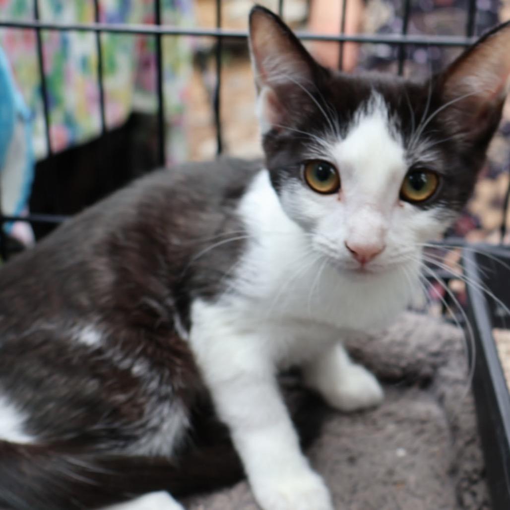 Enlarge Grace, a Adoptable Domestic Short Hair in Calimesa, CA image 6/6