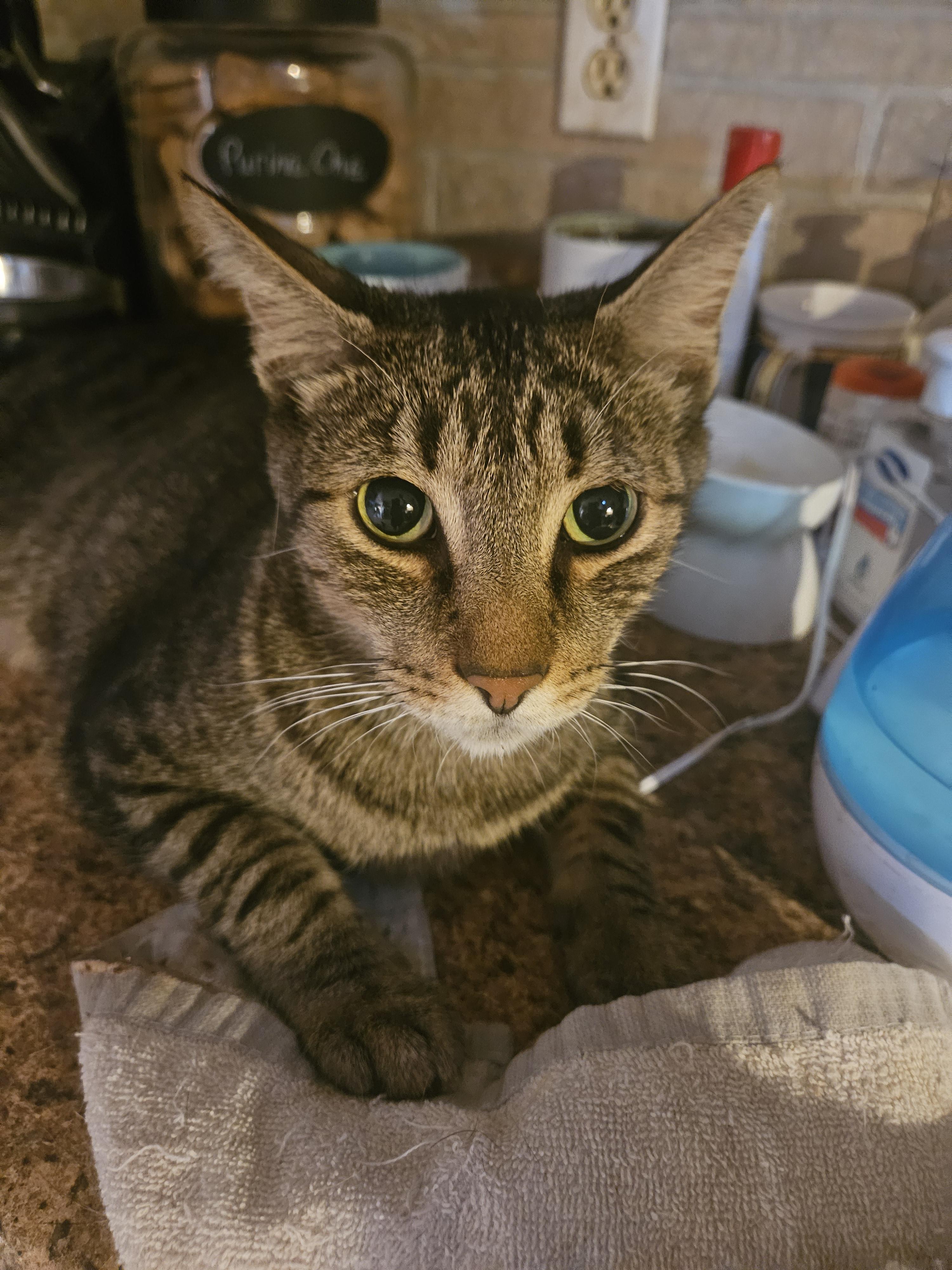 Enlarge Augustus , an adopted mixed breed in Youngtown, AZ image 3/3