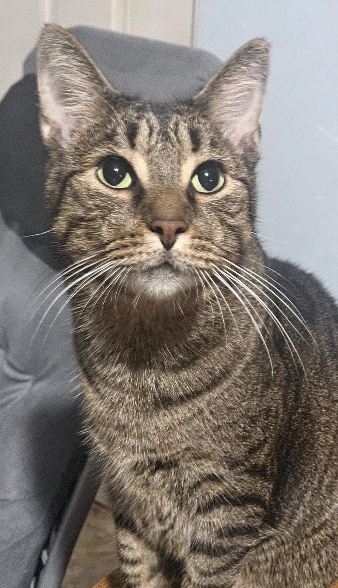 Augustus , a ADOPTABLE mixed breed in Youngtown, AZ image 1/2