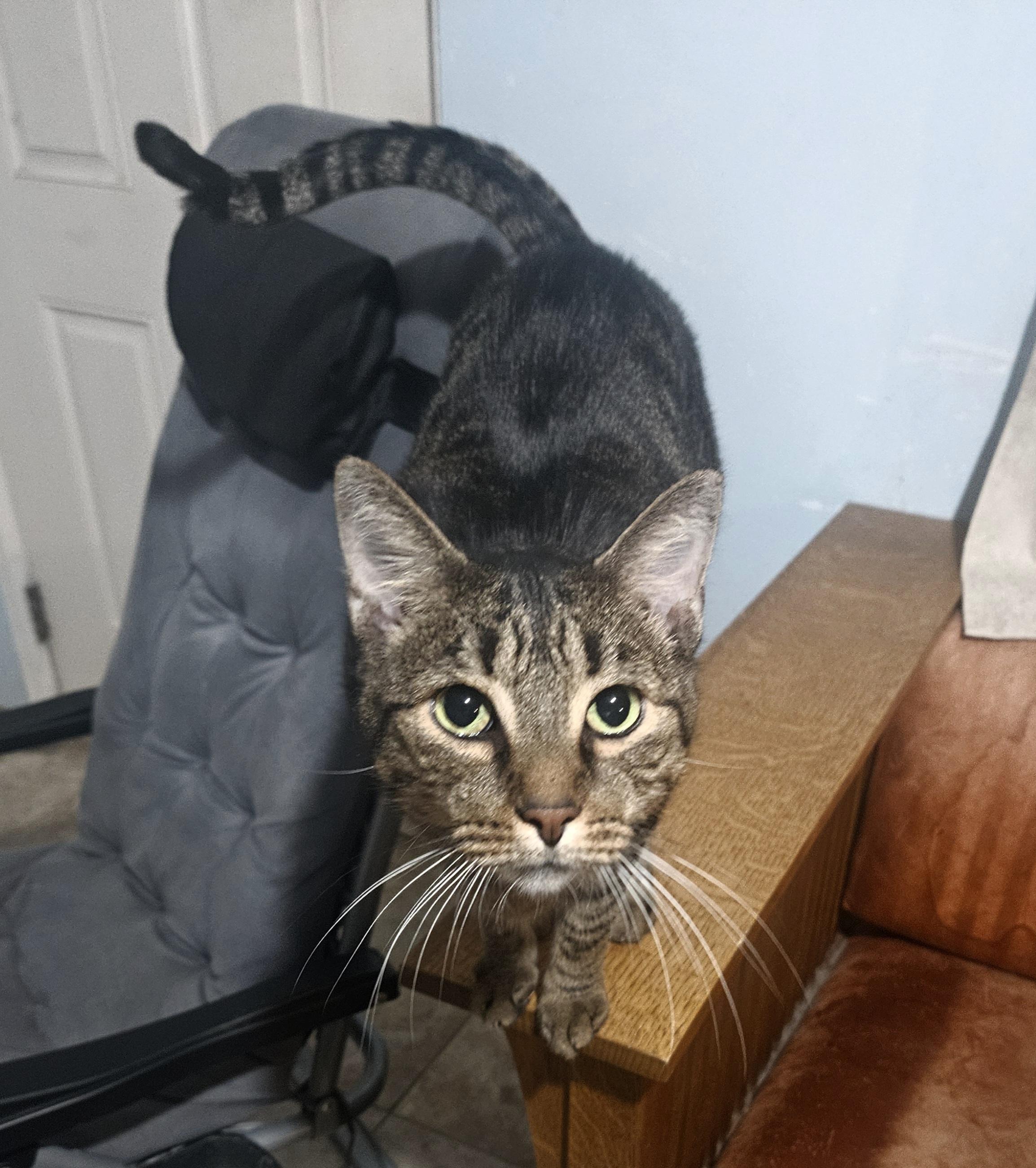 Augustus , a ADOPTABLE mixed breed in Youngtown, AZ image 2/2