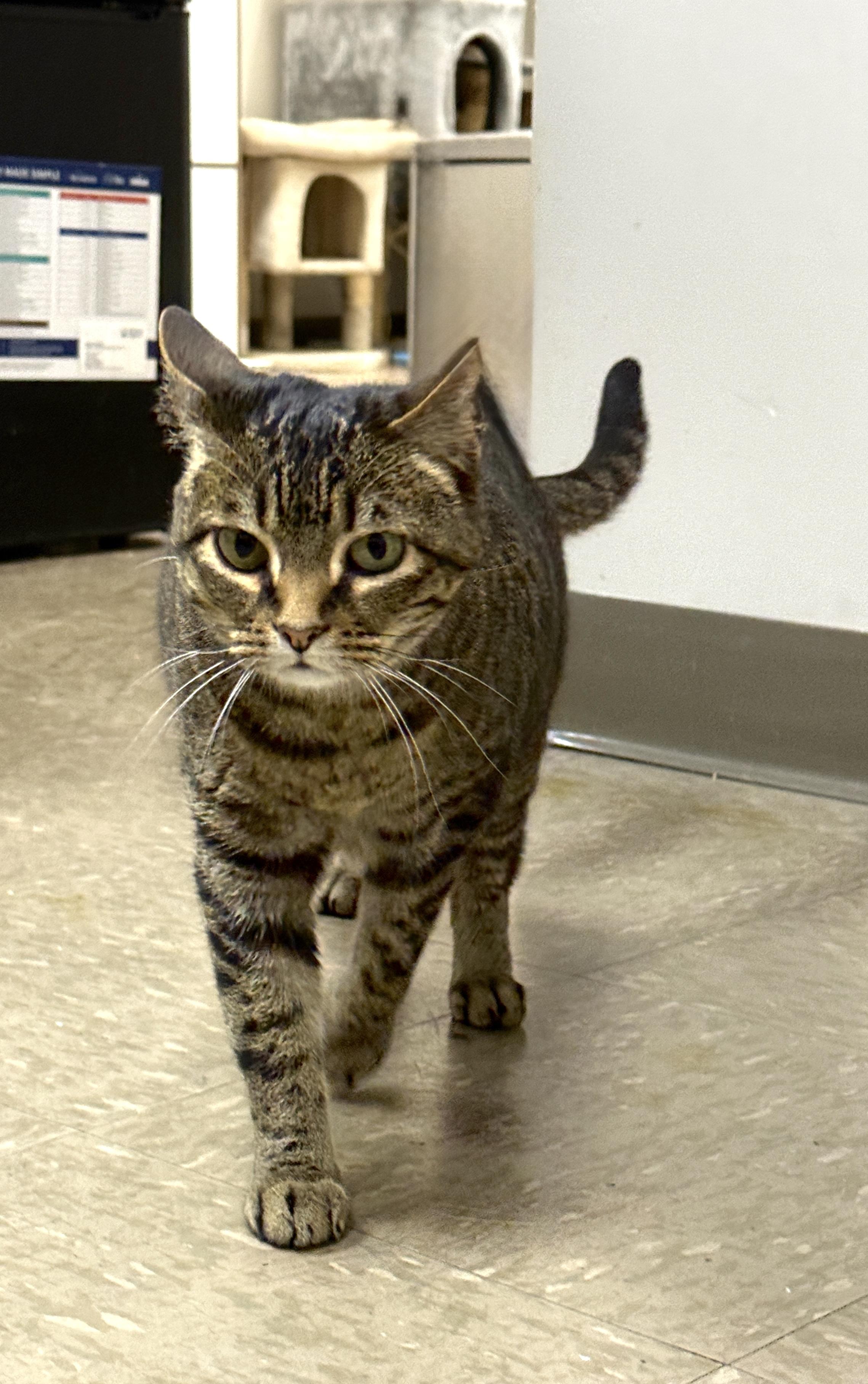 Enlarge Mama, an adopted Domestic Short Hair in Nolensville, TN image 4/4