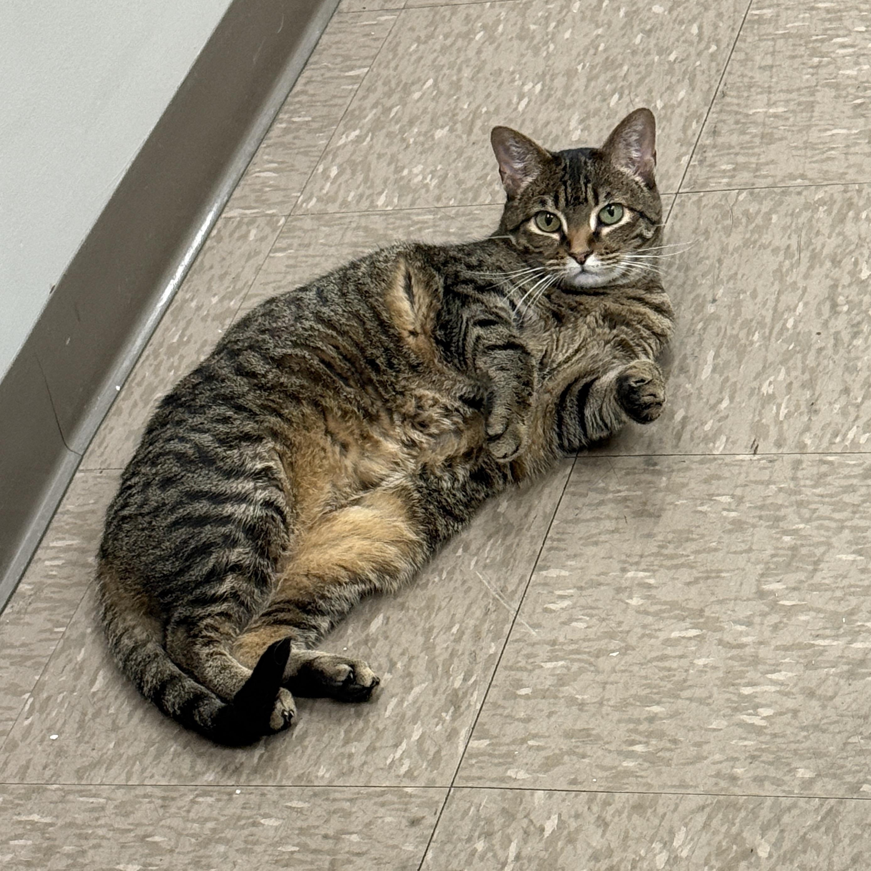 Mama, Adoptable, Adult Female Domestic Short Hair.