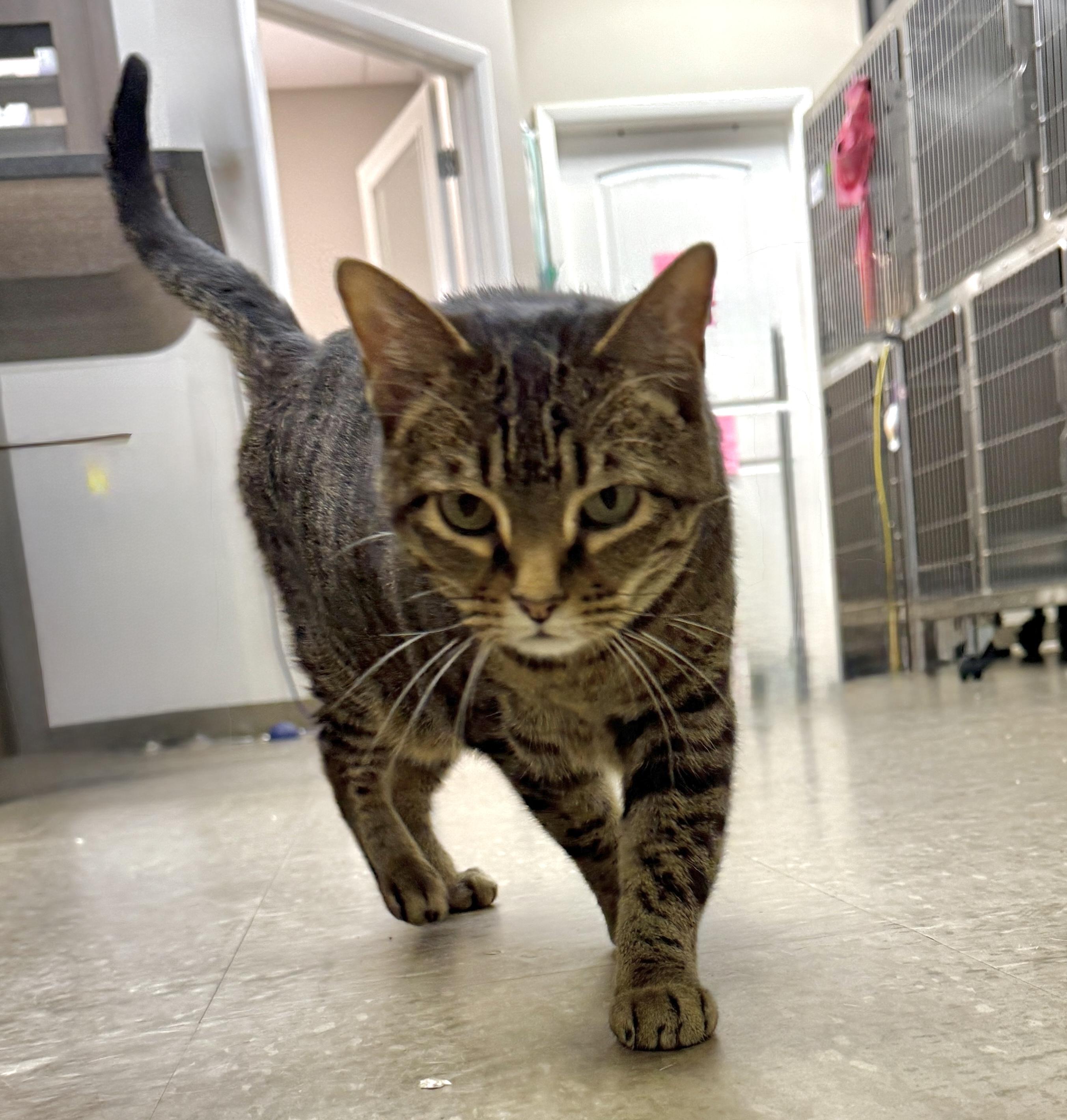 Enlarge Mama, an adopted Domestic Short Hair in Nolensville, TN image 2/4