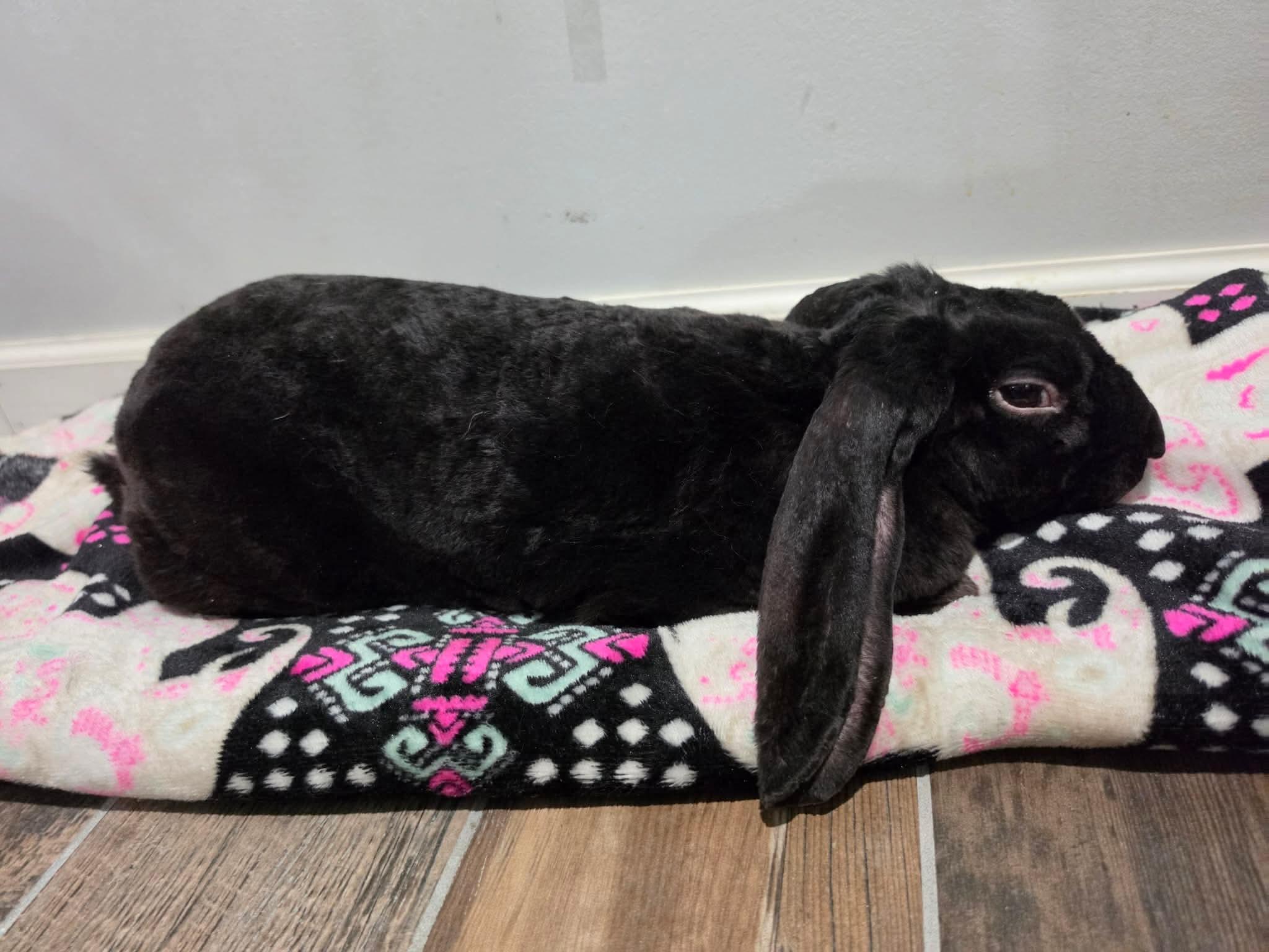 Enlarge Loki, a ADOPTABLE mixed breed in Atlantic Highlands, NJ image 3/4