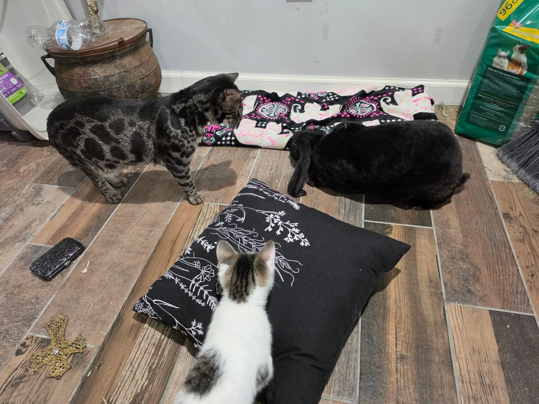 Enlarge Loki, a ADOPTABLE mixed breed in Atlantic Highlands, NJ image 4/4