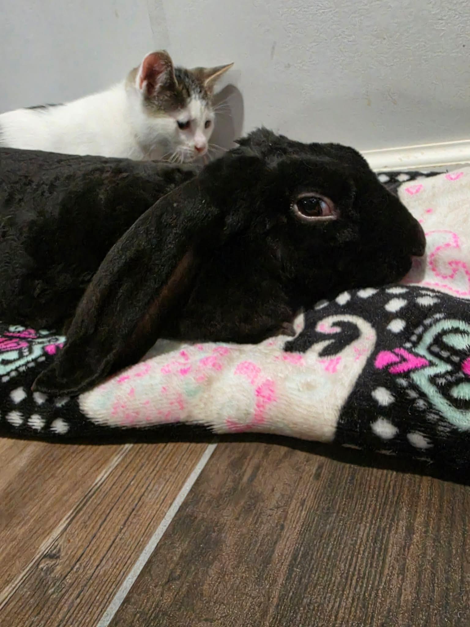 Enlarge Loki, a ADOPTABLE mixed breed in Atlantic Highlands, NJ image 2/4