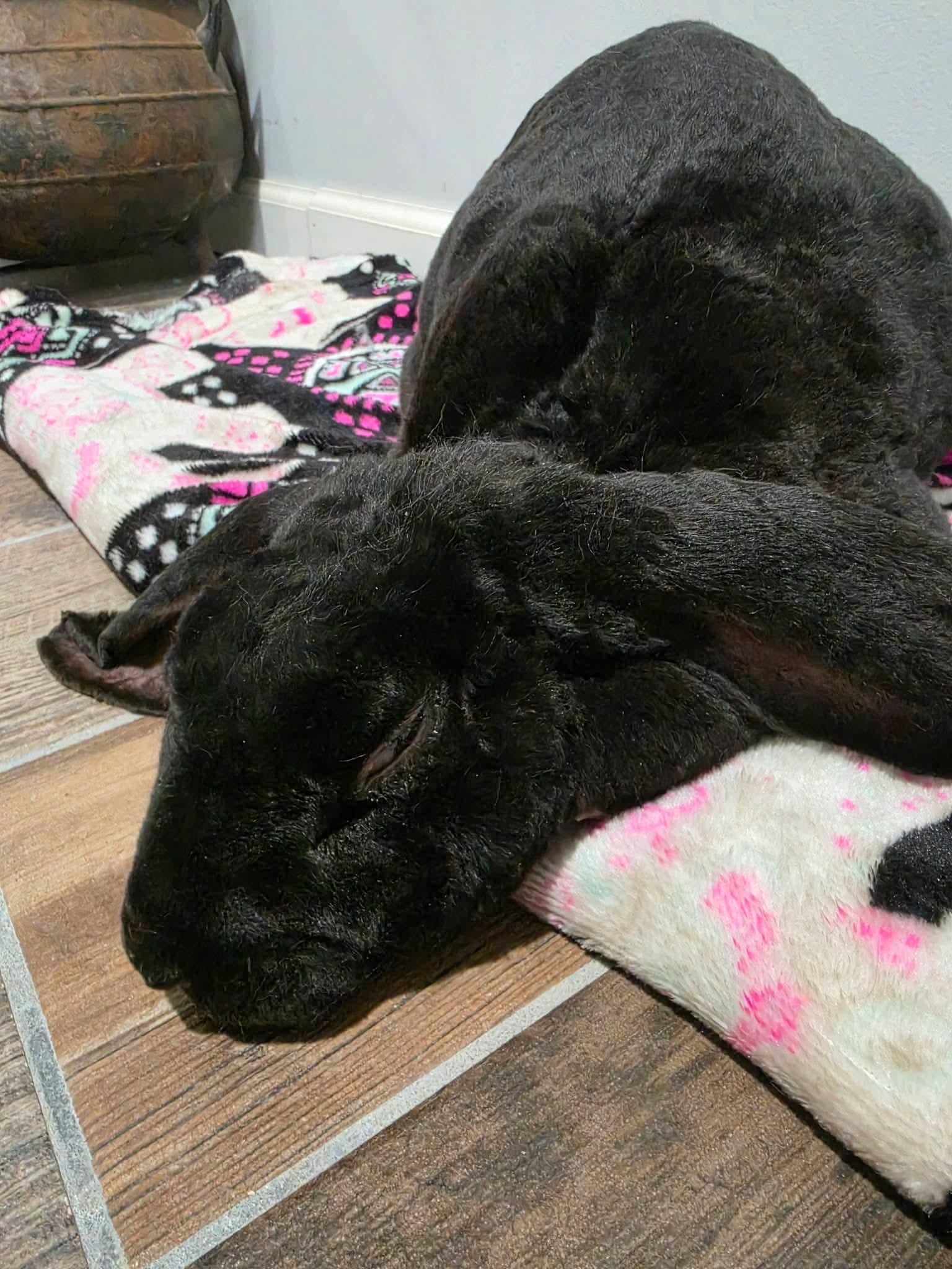 Enlarge Loki, a ADOPTABLE mixed breed in Atlantic Highlands, NJ image 1/4