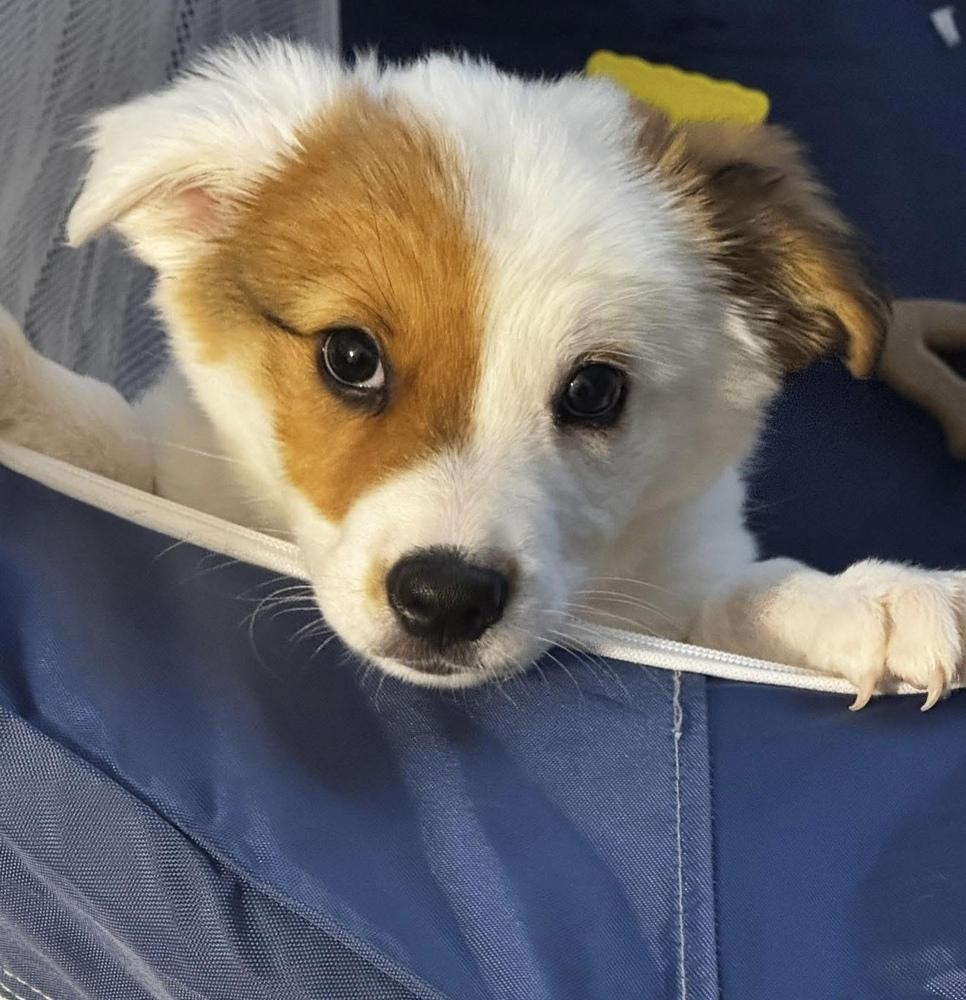 Tony, Adoptable, Puppy Male Cattle Dog.