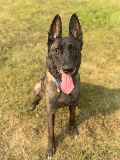 Diesel, a ADOPTABLE Belgian Shepherd / Malinois in Missoula, MT image 3/3