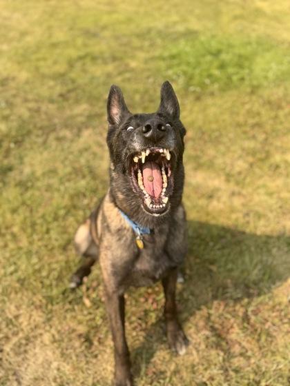 Diesel, a ADOPTABLE Belgian Shepherd / Malinois in Missoula, MT image 2/3