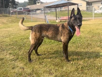 Diesel, a ADOPTABLE Belgian Shepherd / Malinois in Missoula, MT image 1/3