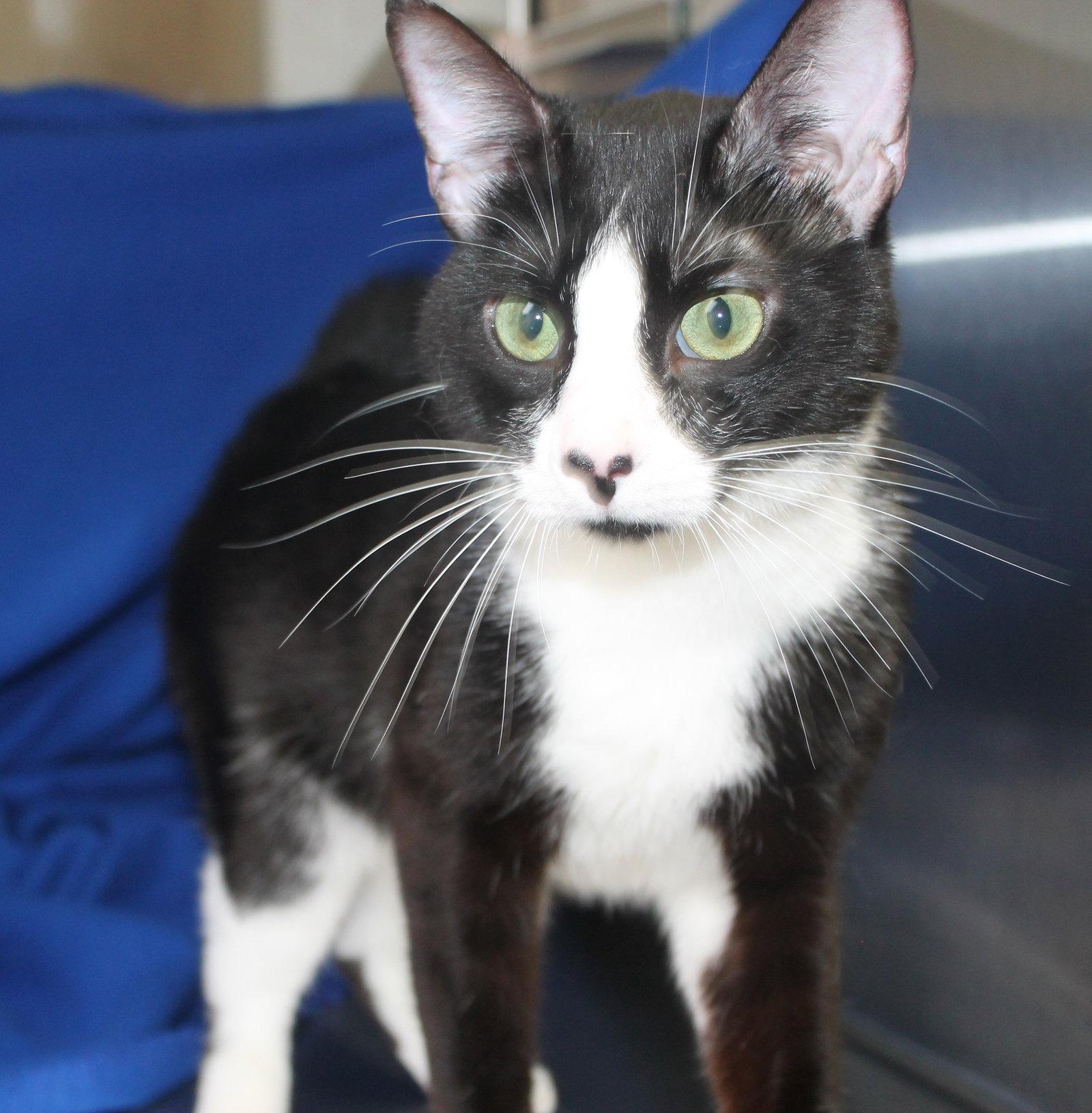 Enlarge Oreo - 41739, a Adoptable Domestic Short Hair in Prattville, AL image 1/2
