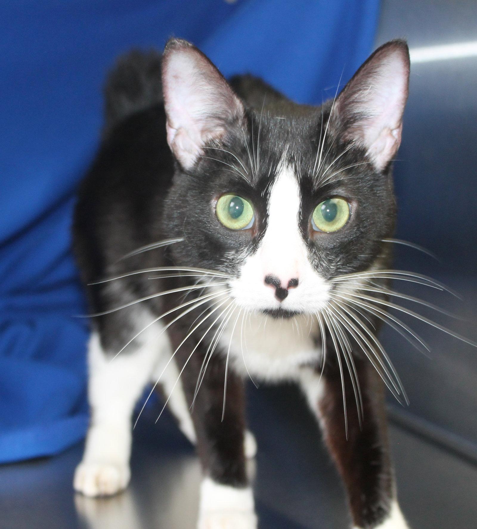 Enlarge Oreo - 41739, a Adoptable Domestic Short Hair in Prattville, AL image 2/2