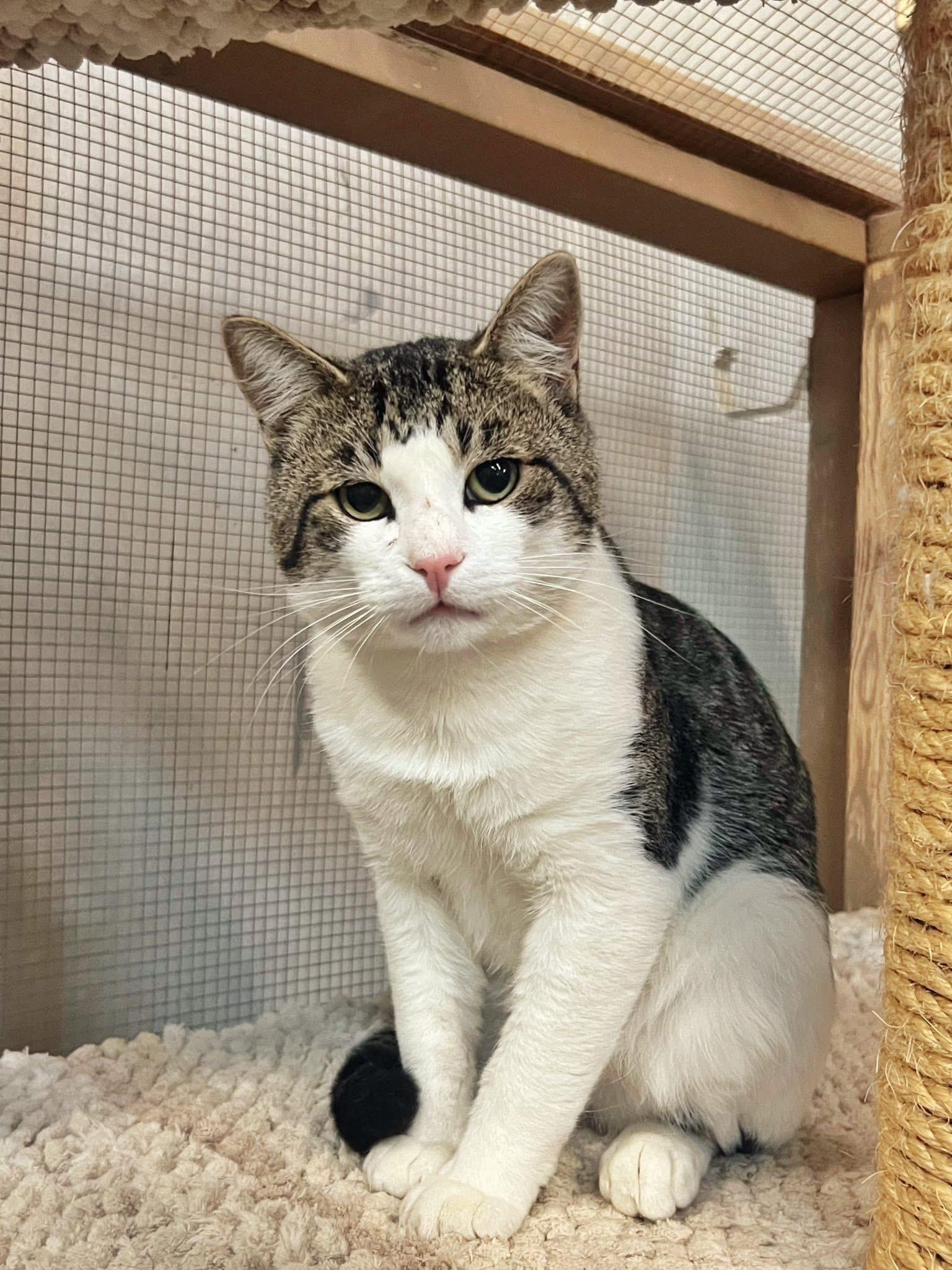 Fang, Adoptable, Adult Male Domestic Short Hair.