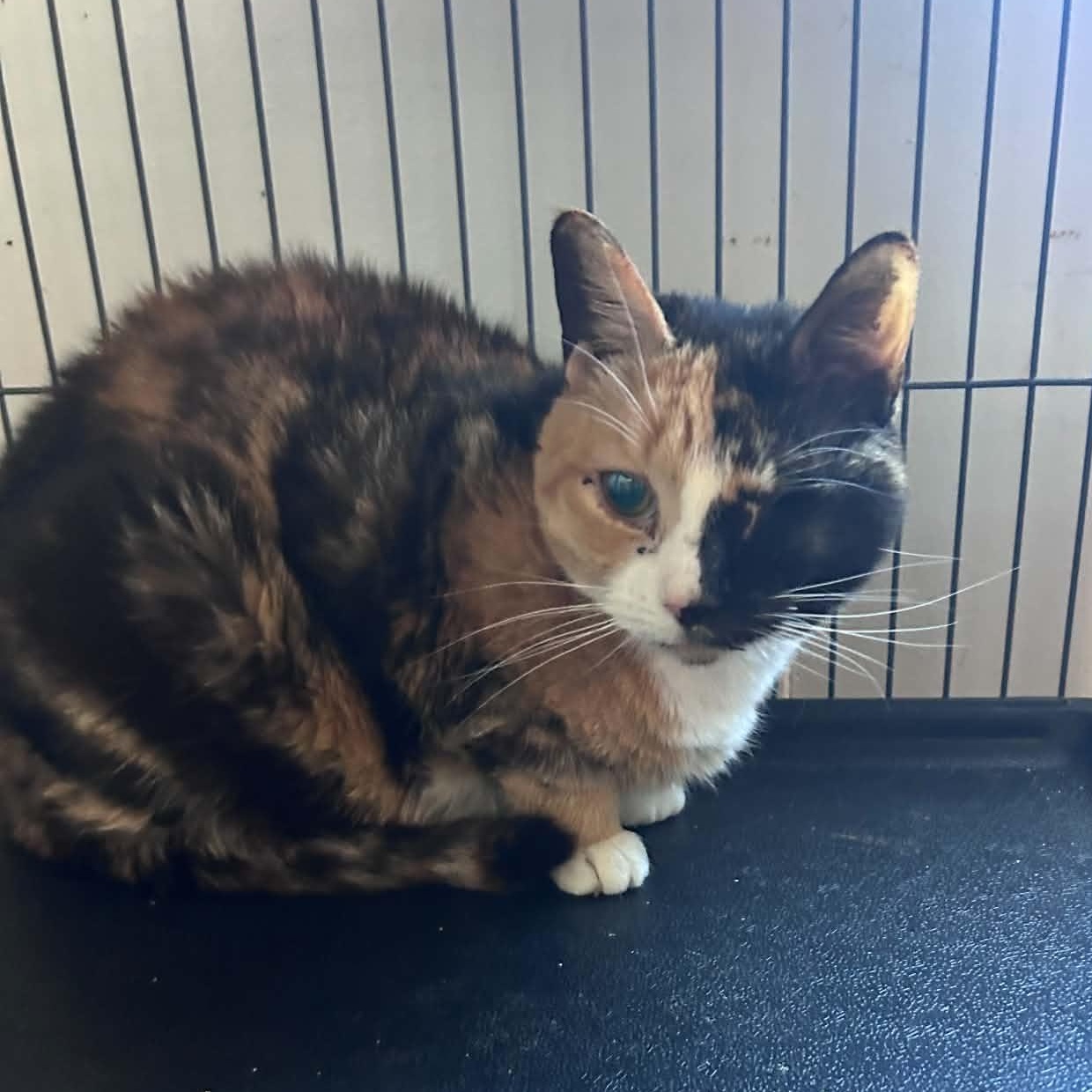 Enlarge Gwen (one eye), a Adoptable Calico in Huntington, NY image 1/1