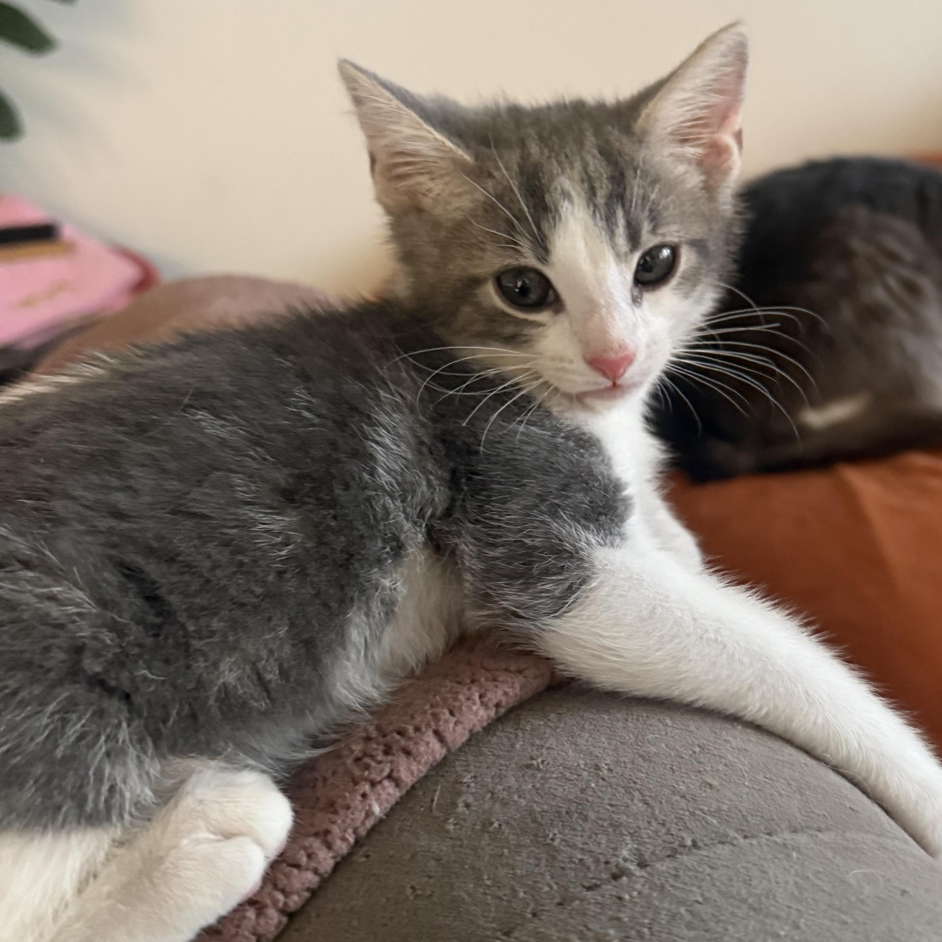Waylon, a ADOPTABLE Domestic Short Hair in Santa Monica, CA image 2/5