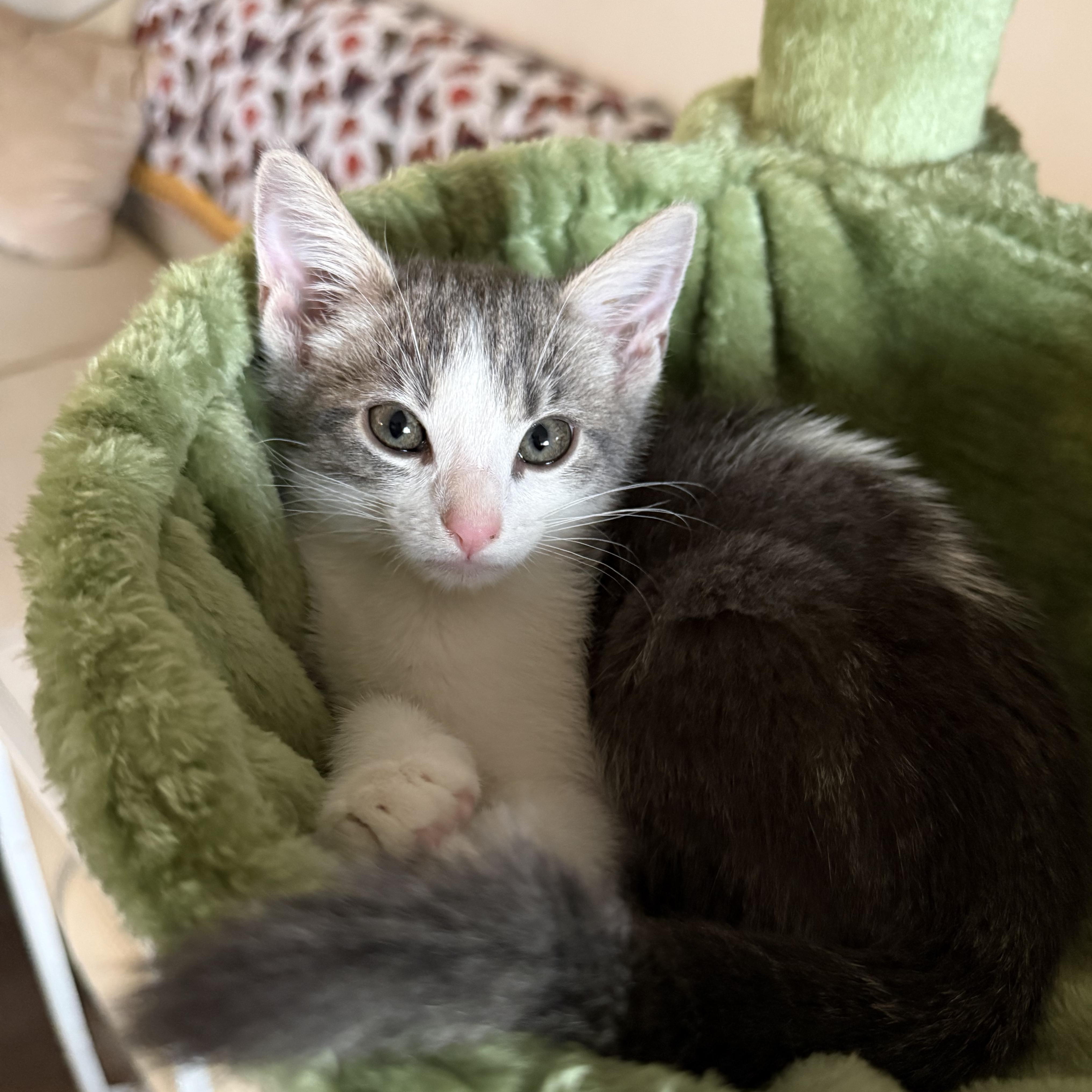 Waylon, ADOPTABLE, Young Male Domestic Short Hair.