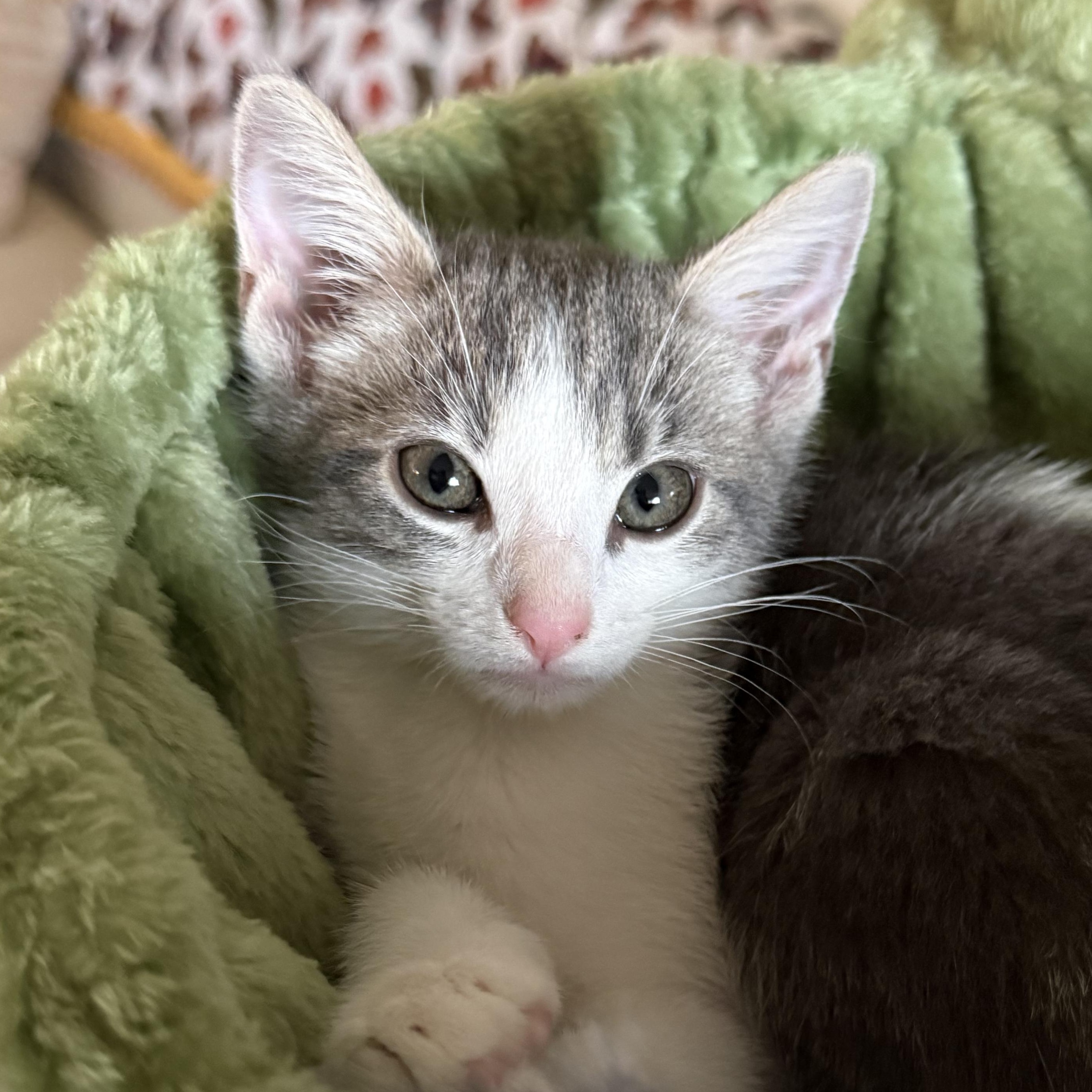 Waylon, a ADOPTABLE Domestic Short Hair in Santa Monica, CA image 1/5