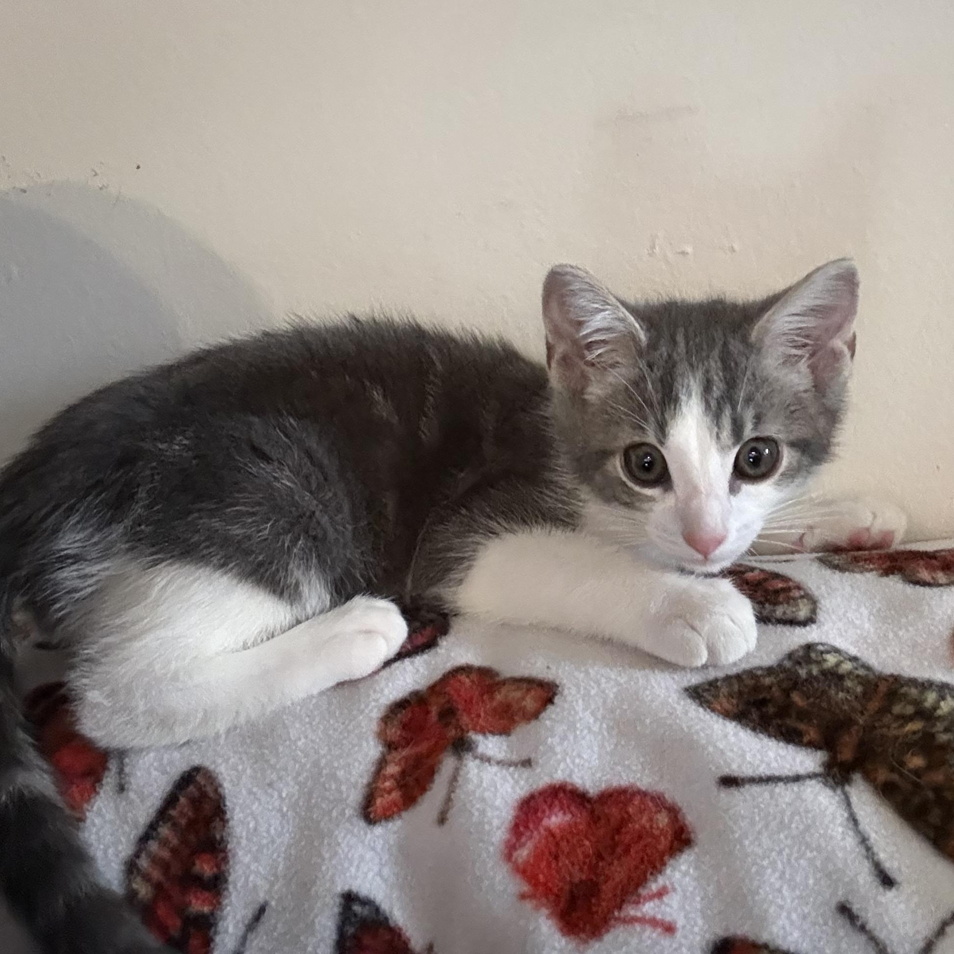 Waylon, a ADOPTABLE Domestic Short Hair in Santa Monica, CA image 3/5