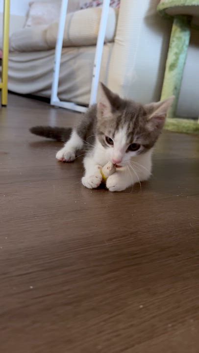 Enlarge Waylon, a ADOPTABLE Domestic Short Hair in Santa Monica, CA video 4/5