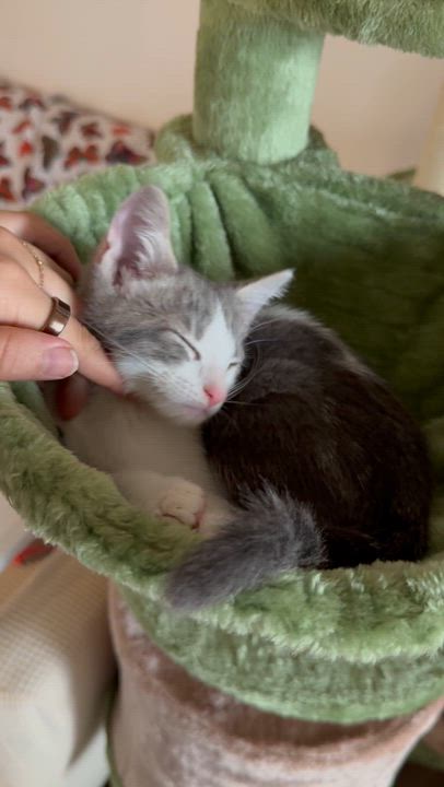 Enlarge Waylon, a ADOPTABLE Domestic Short Hair in Santa Monica, CA video 5/5