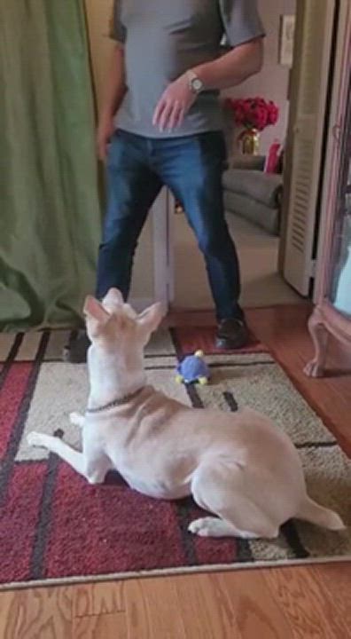 Enlarge URGENT- Lola- Indian Pariah Dog, a Adopted mixed breed in Old Bridge, NJ video 5/9