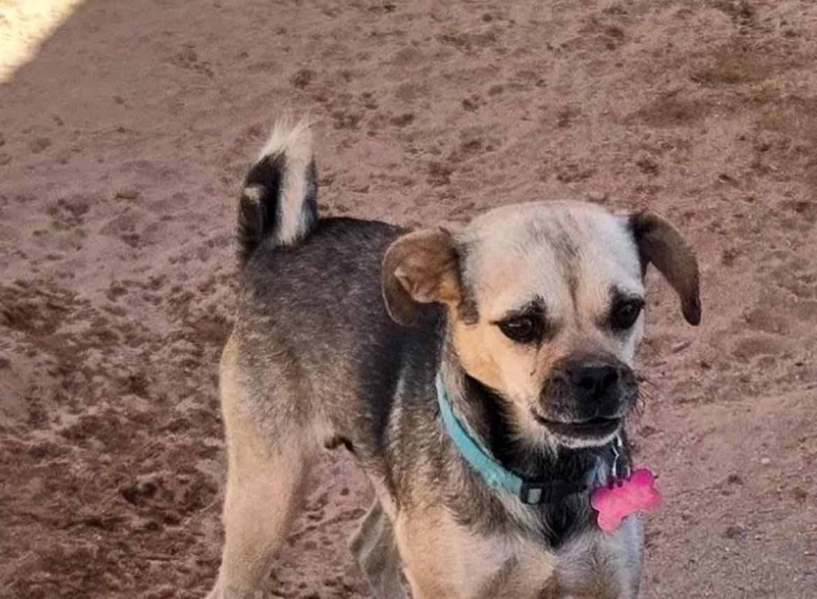 Lluvia, an adoptable Mixed Breed in Cabo San Lucas, BCS, 23450 | Photo Image 1