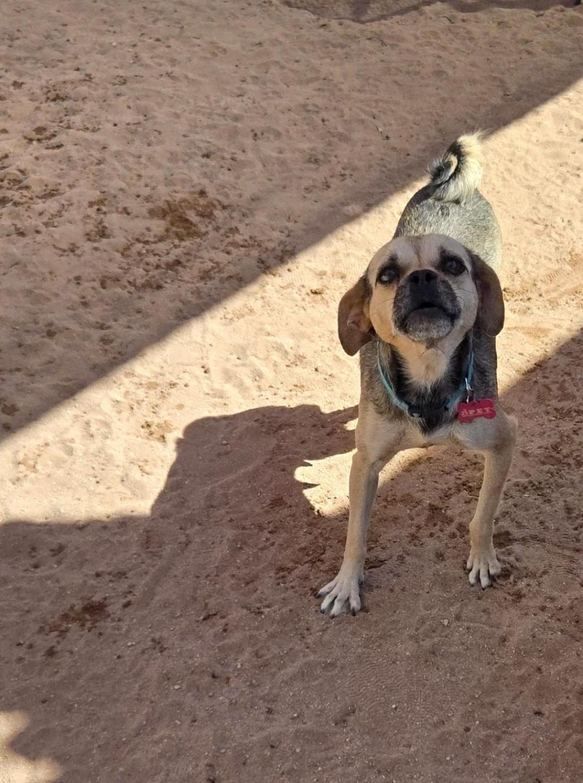 Lluvia, an adoptable Mixed Breed in Cabo San Lucas, BCS, 23450 | Photo Image 5
