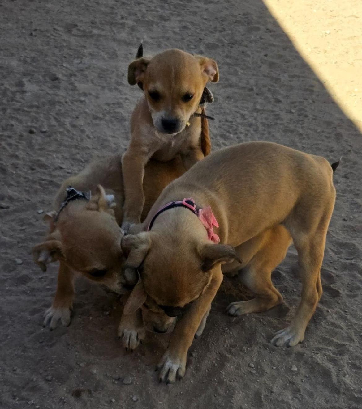 Lluvia, an adoptable Mixed Breed in Cabo San Lucas, BCS, 23450 | Photo Image 3