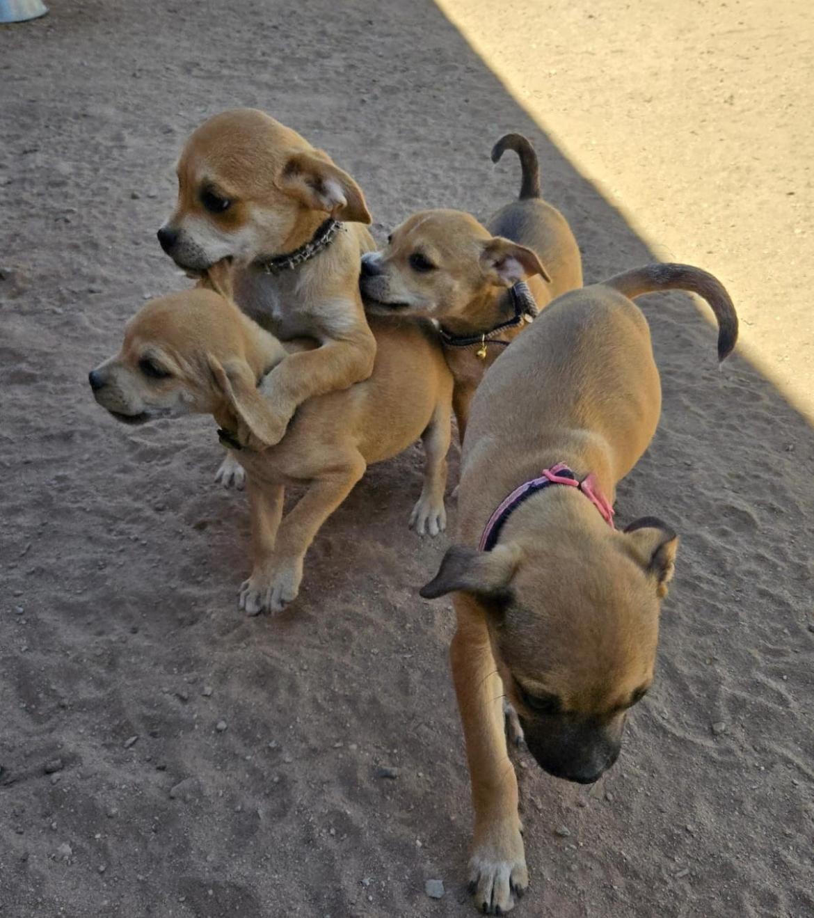 Lluvia, an adoptable Mixed Breed in Cabo San Lucas, BCS, 23450 | Photo Image 2