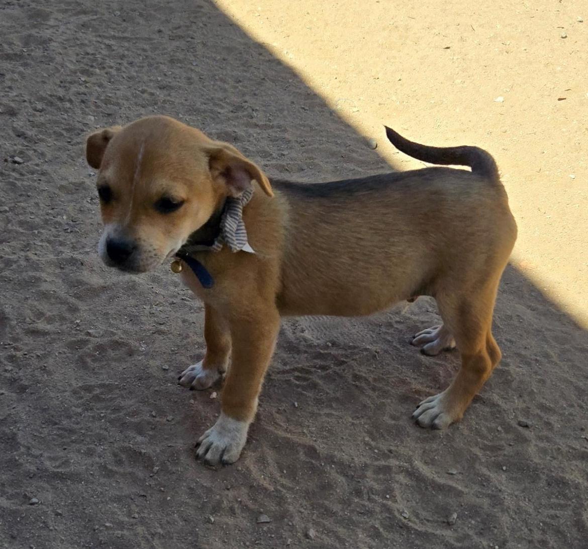 Lluvia, an adoptable Mixed Breed in Cabo San Lucas, BCS, 23450 | Photo Image 4