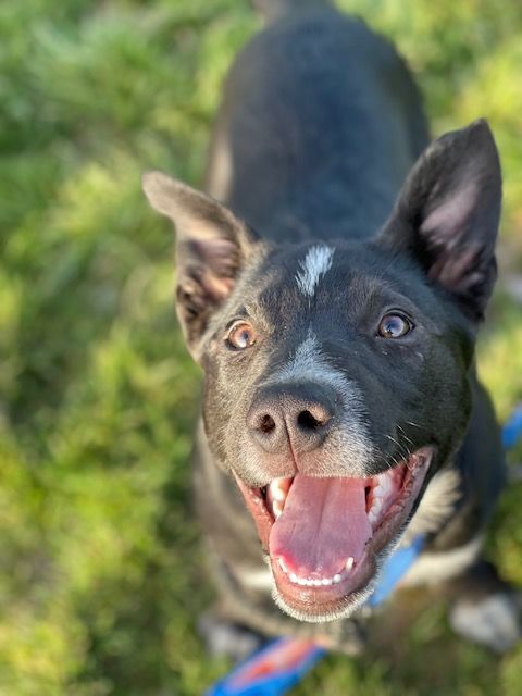 Titan , a Adoptable mixed breed in Clinton, UT image 1/6