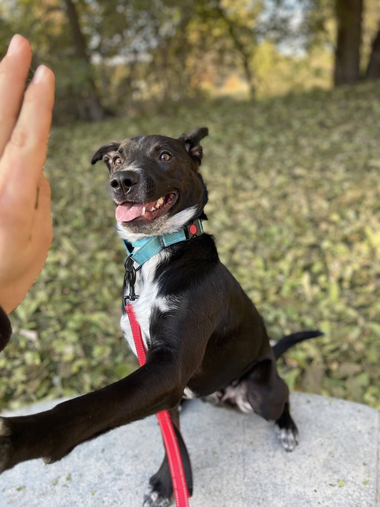 Enlarge Titan , a Adoptable mixed breed in Clinton, UT image 3/5