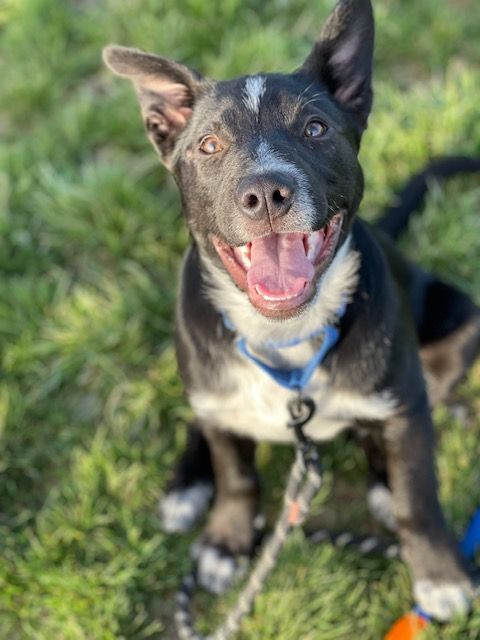 Titan , a Adoptable mixed breed in Clinton, UT image 2/6