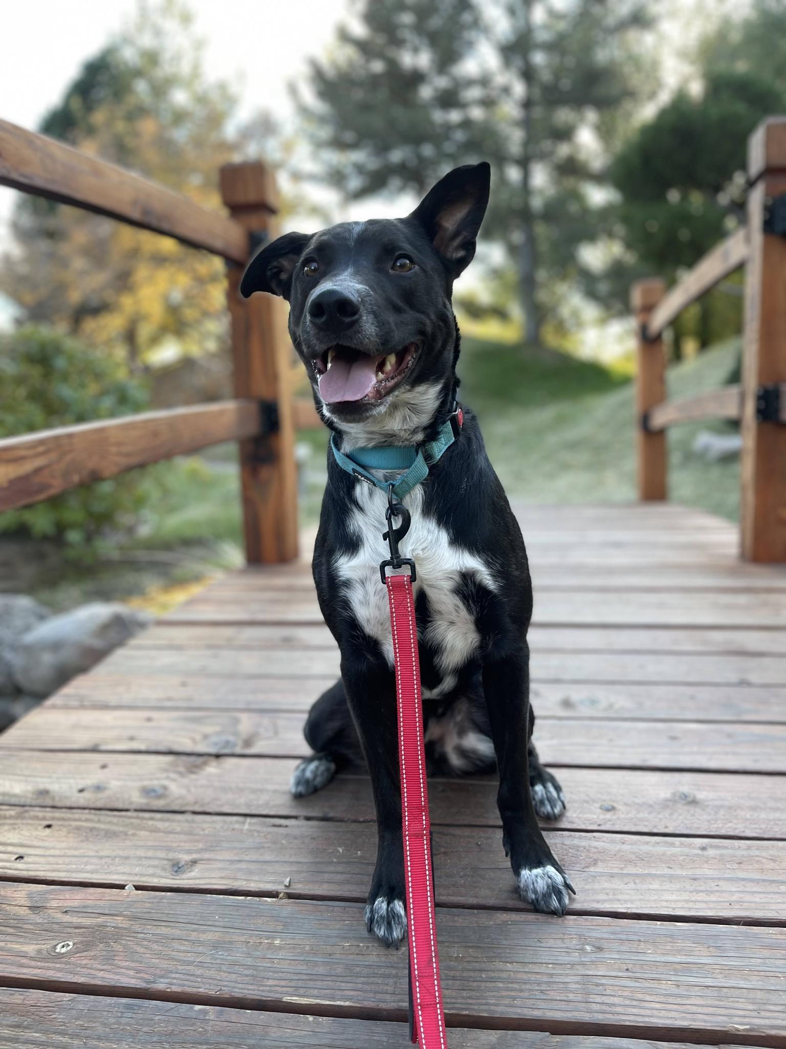 Titan , Adoptable, Adult Male Australian Cattle Dog / Blue Heeler & Terrier.