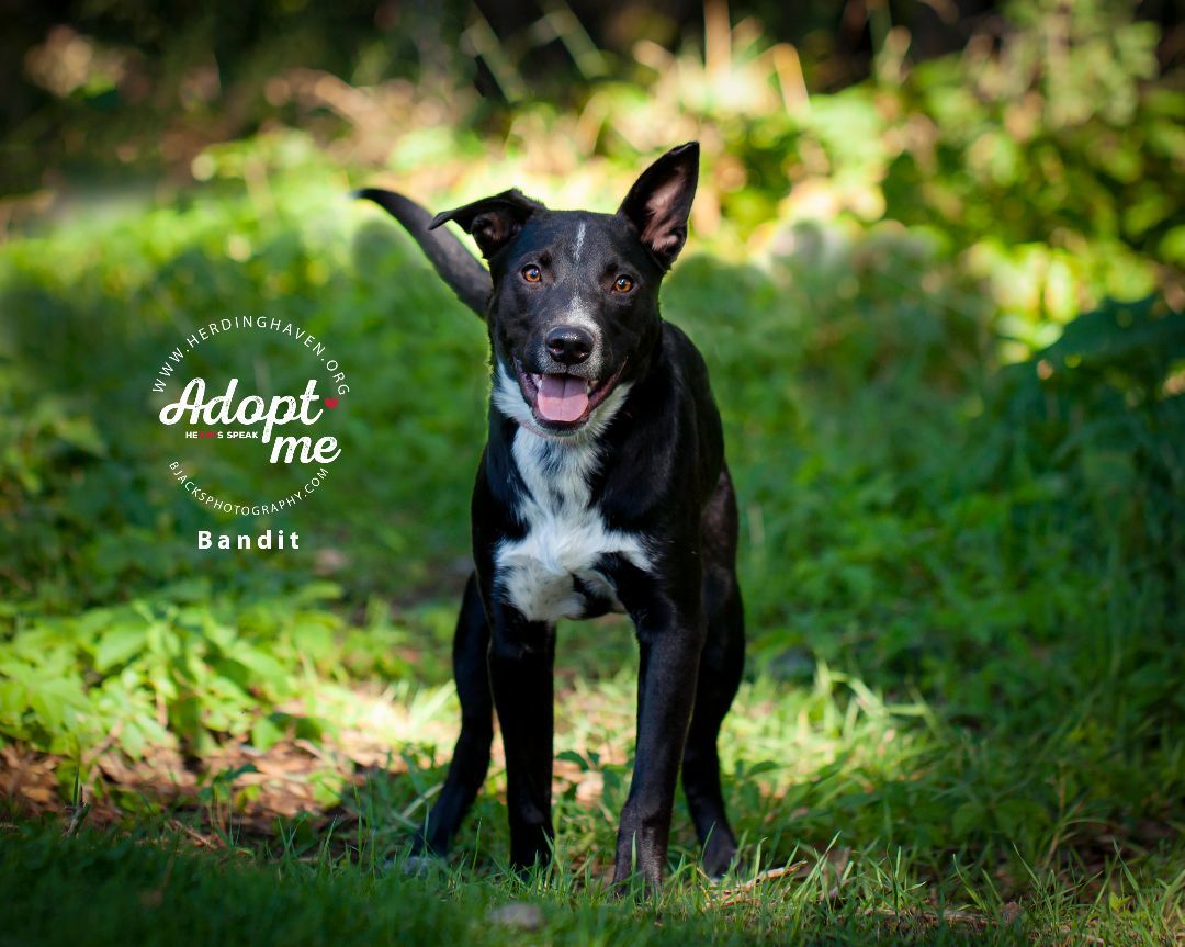 Titan , a Adoptable mixed breed in Clinton, UT image 3/6