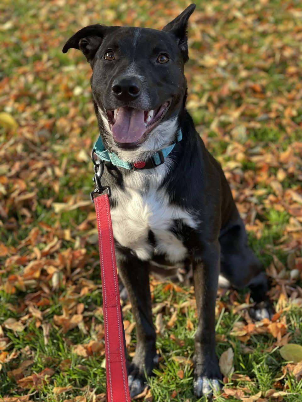 Enlarge Titan , a Adoptable mixed breed in Clinton, UT image 5/5