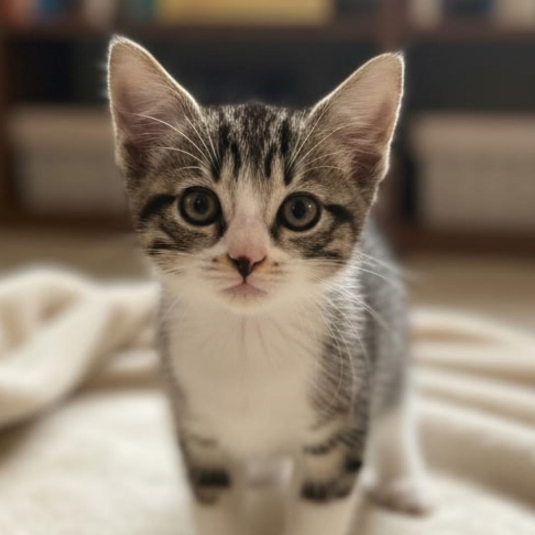 VTEC, ADOPTABLE, Kitten Male Tabby & Domestic Short Hair.