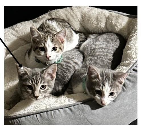 Rose, Adoptable, Kitten Female Domestic Short Hair.