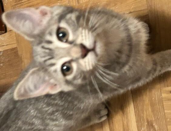 Enlarge Rose, a Adoptable mixed breed in Clinton Township, MI image 2/3