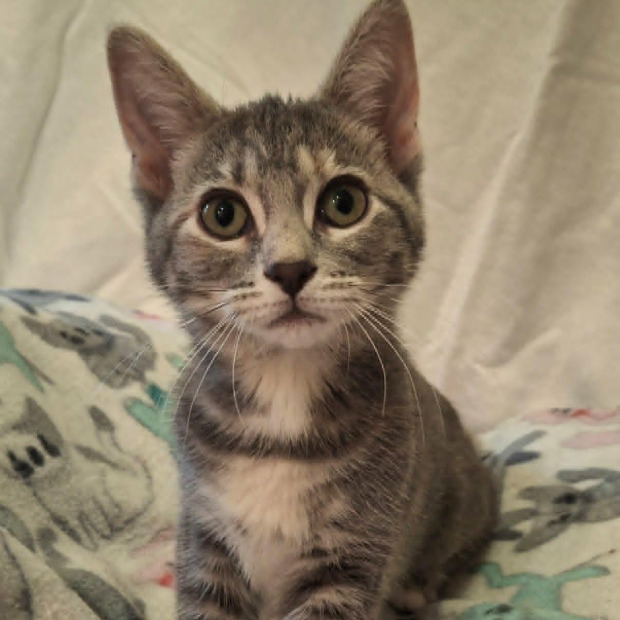 Enlarge Mouse (In Foster), a ADOPTABLE Domestic Short Hair in Watertown, WI image 2/5