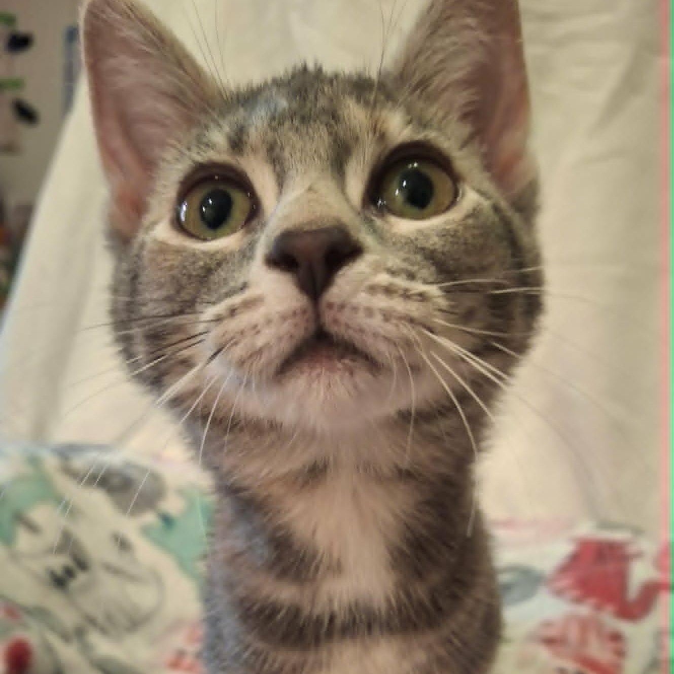 Enlarge Mouse (In Foster), a ADOPTABLE Domestic Short Hair in Watertown, WI image 5/5
