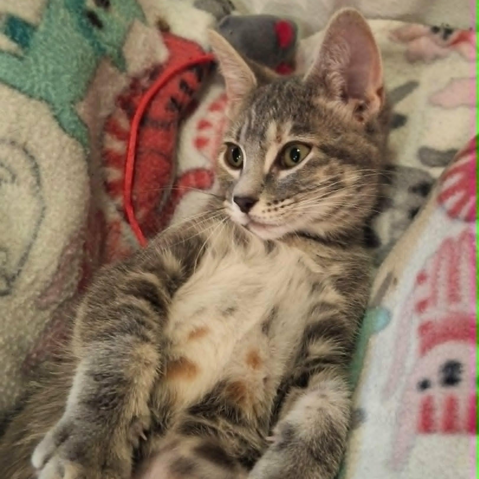Enlarge Mouse (In Foster), a ADOPTABLE Domestic Short Hair in Watertown, WI image 3/5